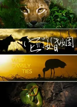 深度剖析《它们的婚姻》：爱情、背叛与救赎，一部触动灵魂的纪录片！