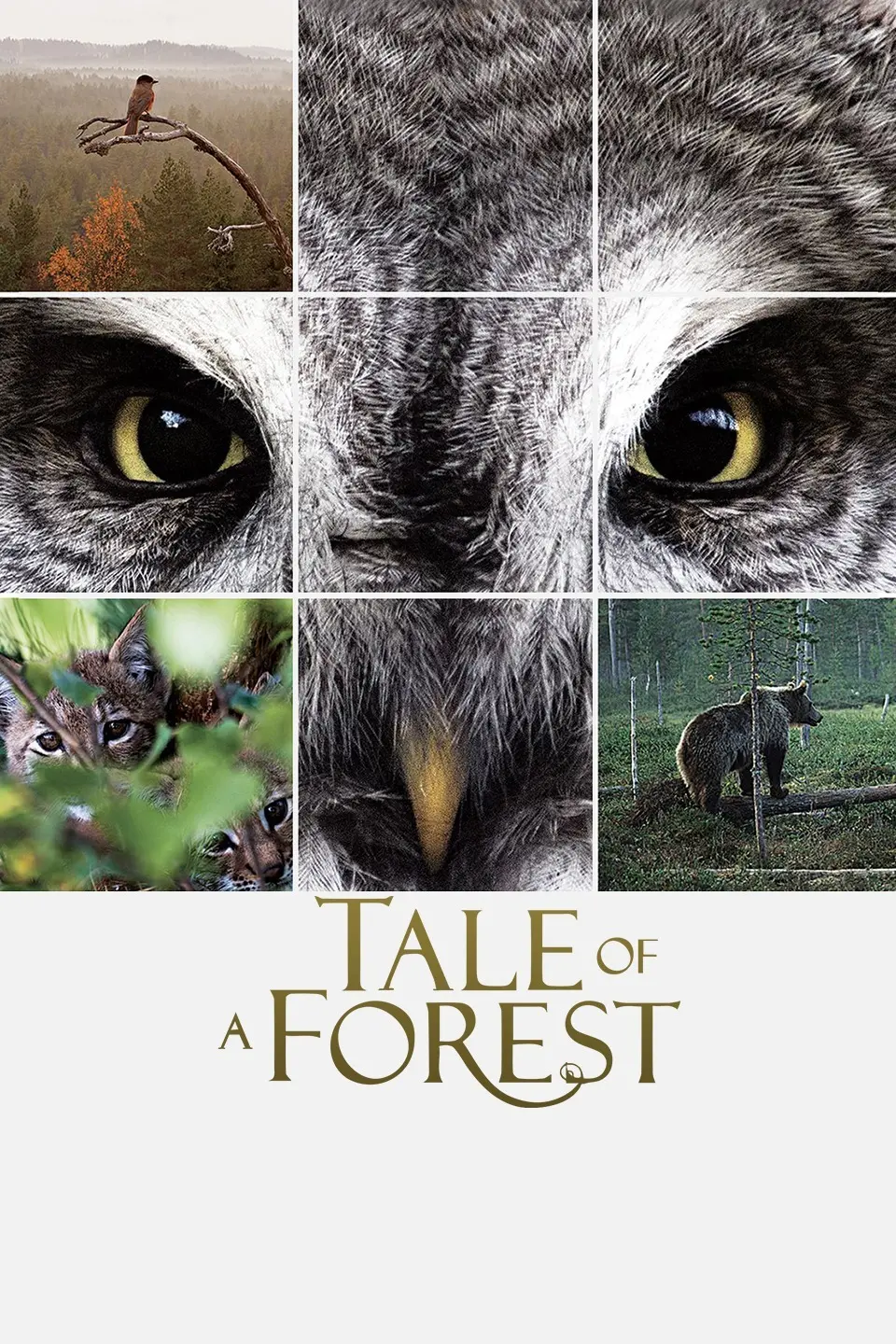 揭开《森之传说》神秘面纱：一部关于森林冒险、人性探索与自然奇迹的精彩电影